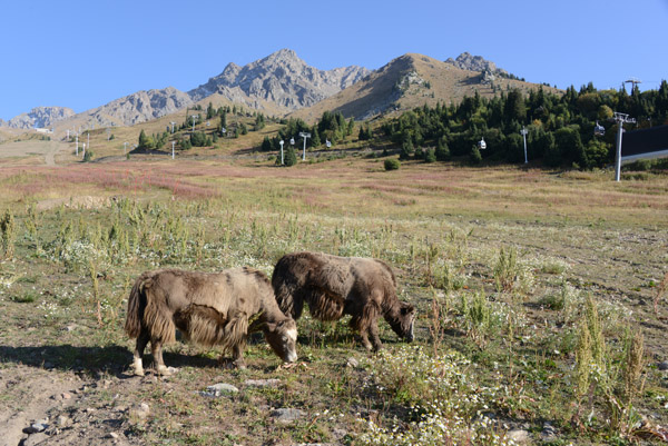 More Yaks, Shymbulak