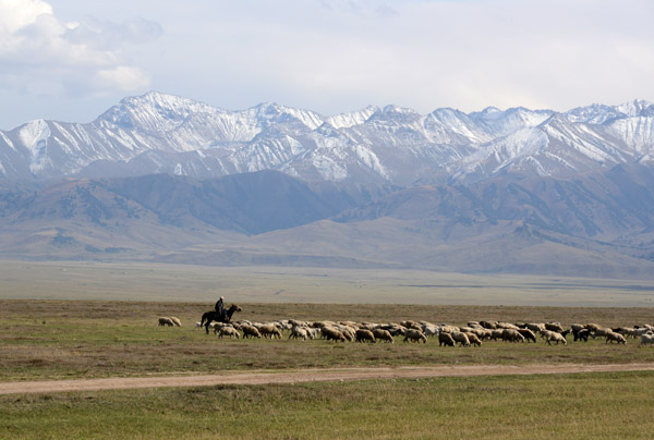 Mounted herdsman with a flock of sheep, Raiymbek District