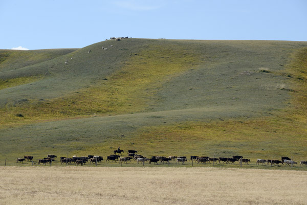 Herd of cattle, Kazakhstan