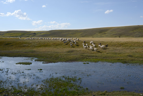 Herd approaching the river