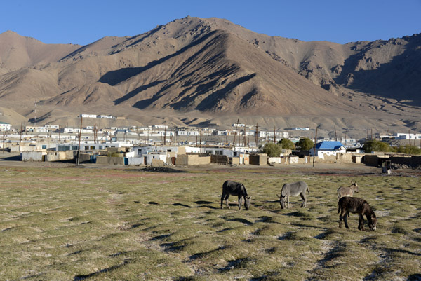 Donkeys grazing just outside of town, Murghab