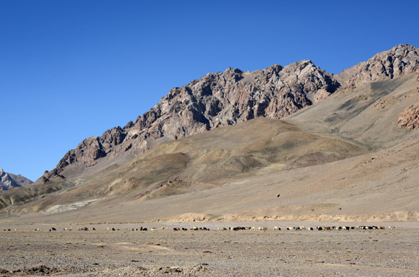 Livestock grazing in the arid valley