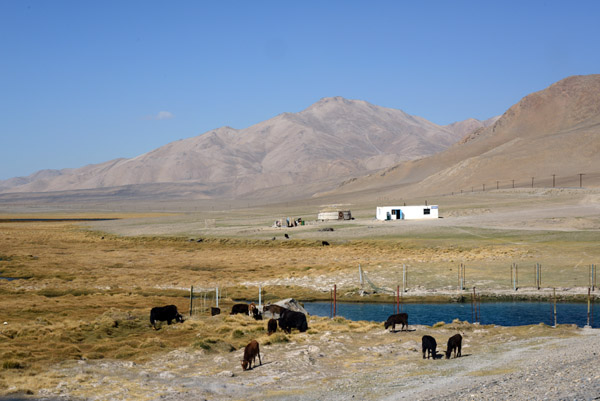 Sheep by a waterhole with a small house and yurt in the back ground