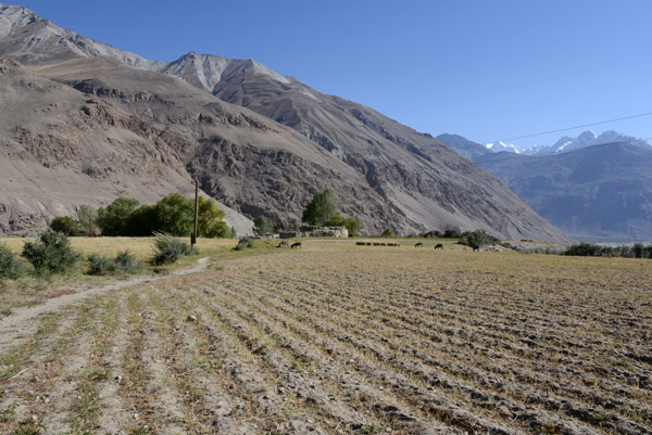 It's early autumn and this field has been harvested already