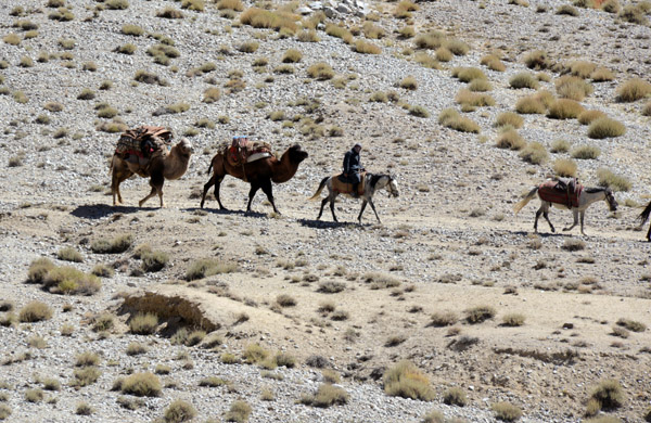 A man leading two bactrian camels, Pamir Valley, Afghanistan