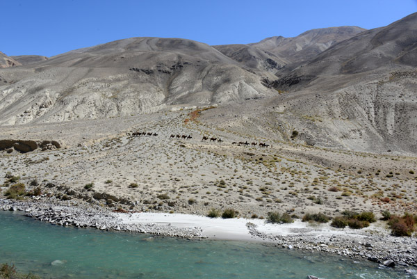 Camel caravan in the roadless Pamir Valley of Afghanistan's Wakhan Corridor