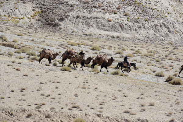 Camel caravan, Pamir Valley, Afghanistan