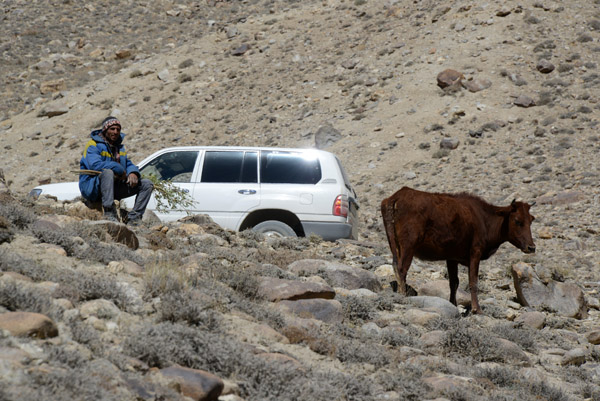 A local man keeping watch over his cow in the Pamir Valley