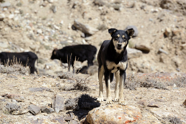 Working dog in the Pamir Valley, Tajikistan