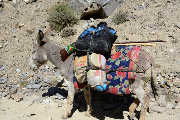 Not as impressive as the camels on the other side, a fully laden donkey complete with a big plastic bottle of beer