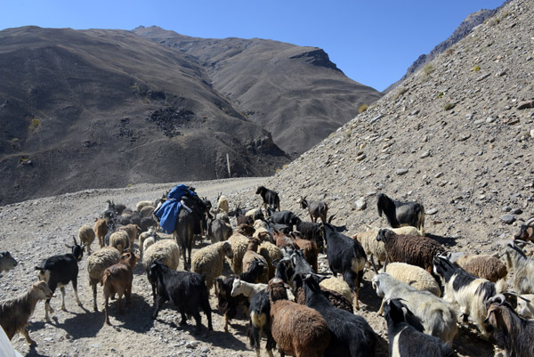 Yet another flock of sheep and goats. The driver is impatient and honks wildly as he forces his way through the herd