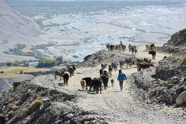 Cattle on the road as the Wakhan Valley opens up ahead of us