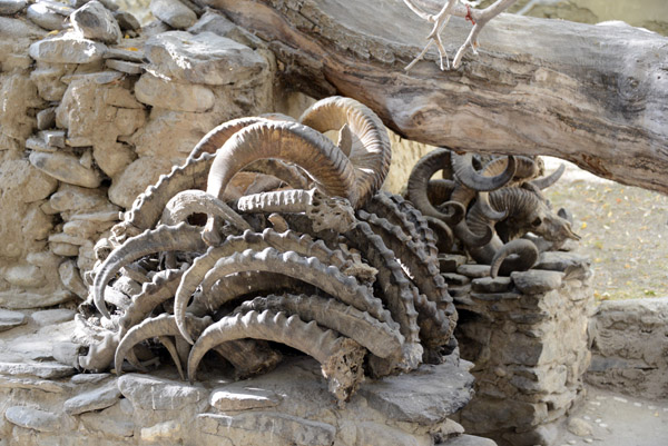 A pile of horns from Pamir Ibex and Marco Polo sheep