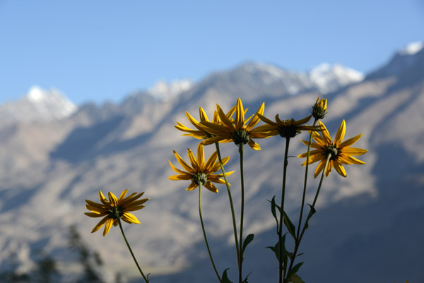 Daisies with the mountains of the Wakhan Valley