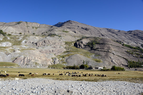 Sheep grazing on the valley floor outside Langar