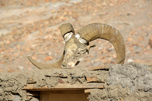 Skull of a Marco Polo sheep on the Pamiri shrine