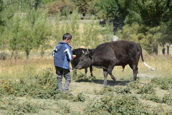 Young boy with a young bull, Wakhan Valley, Tajikistan