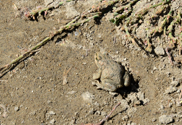 Toad in the Wakhan Valley, Tajikistan