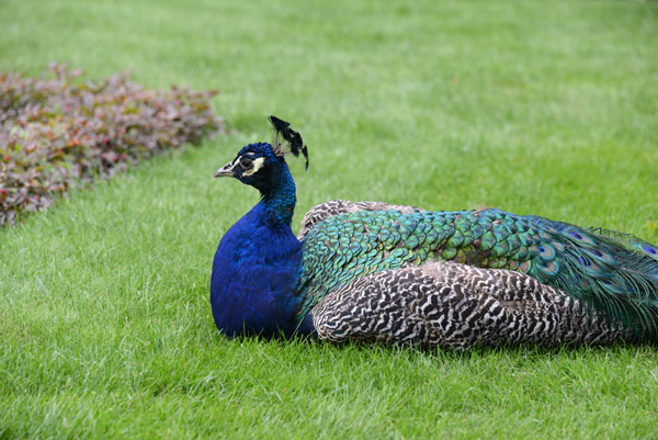 Peacock resting on the lawn, Royal Łazieki Park