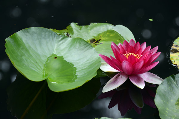 Nymphaea - Red Water Lilly, University of Warsaw Botanic Garden