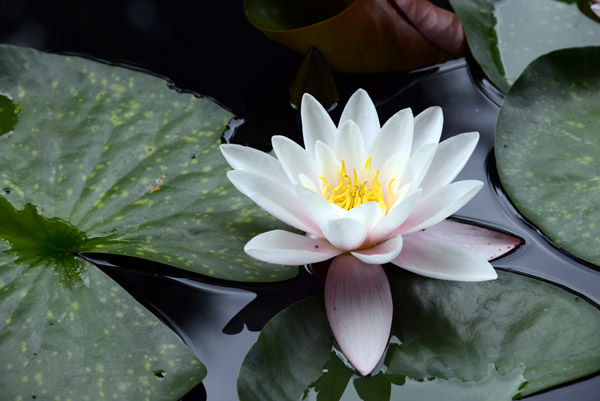 European white water lilly (Nymphaea alba)