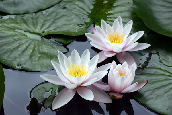 European white water lilly (Nymphaea alba)