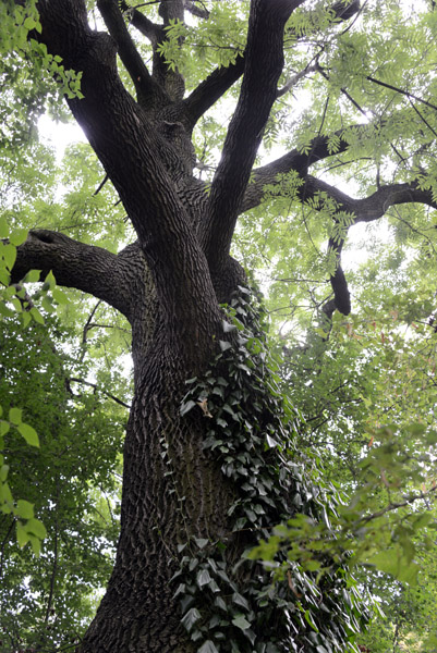 Arboretum, Warsaw Botanic Garden