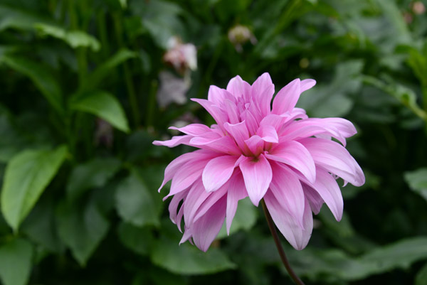 Dahlia, University of Warsaw Botanic Garden