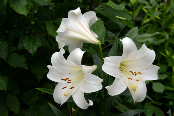 Lilium longiflorum, University of Warsaw Botanic Garden