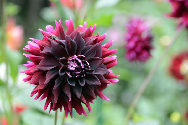 Dahlia, University of Warsaw Botanic Garden