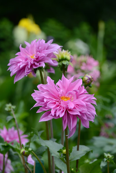 Dahlia, University of Warsaw Botanic Garden