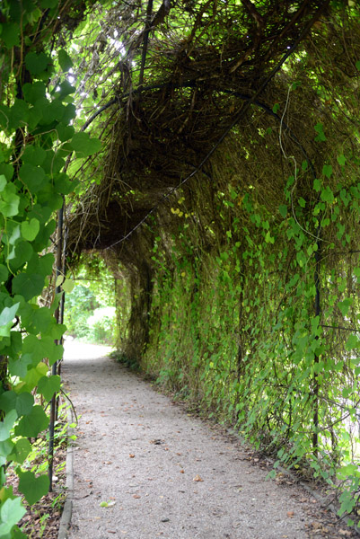 Climbers forming a green passage, Warsaw Botanic Garden