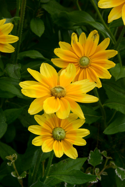 Gazania, Warsaw Botanic Garden