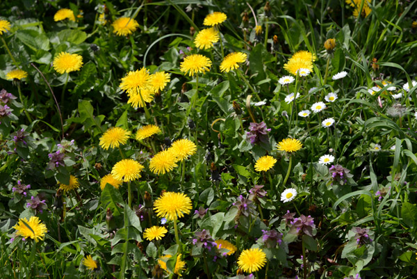 Weeds or Wildflowers, Pérouge