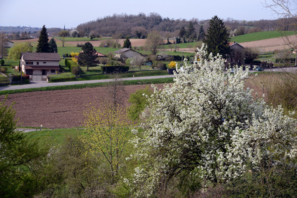 Early spring with some blossoming trees, Pérouges