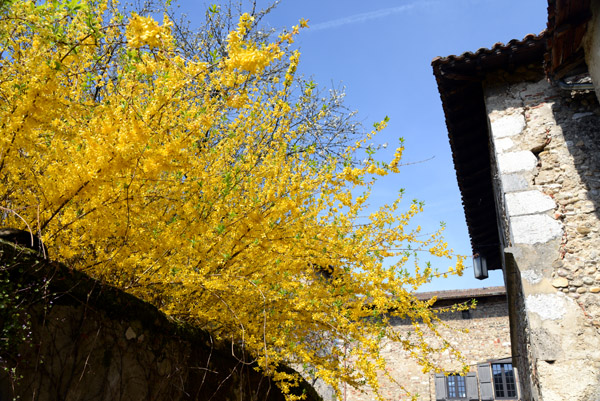 Yellow Spring Flowers, Pérouges