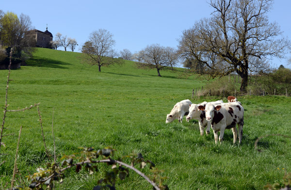 Cows grazing on a hillside below the old city, Pérouges