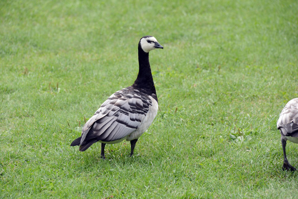 Barnacle Goose (Branta leucopsis)