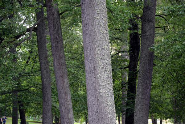 Trees in the English Garden, Drottningholm Palace