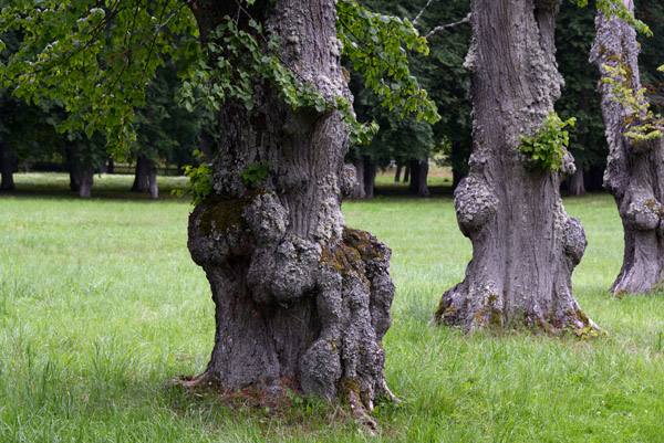 Knobby trees, Drottningholm Palace Gardens