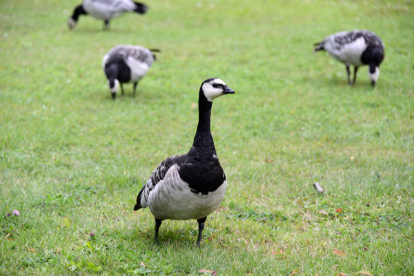 Barnacle geese (Branta leucopsis), Drottningholm Palace Gardens