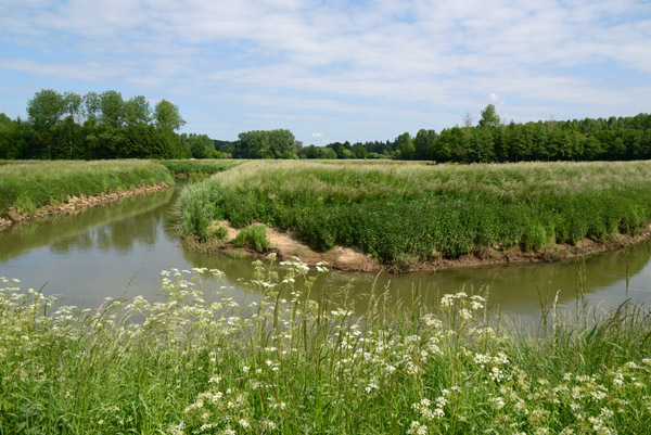 Spring flowers along the Demer River between Aarschot and Diest