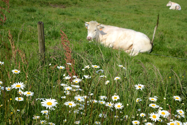 Cow and daisies, Limburg