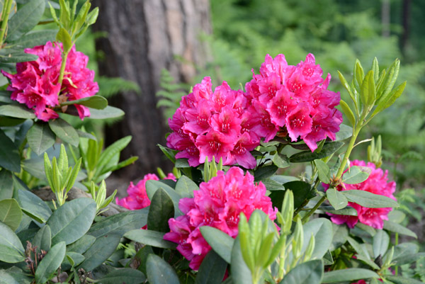 Rhododendron, Forest of Bokrijk