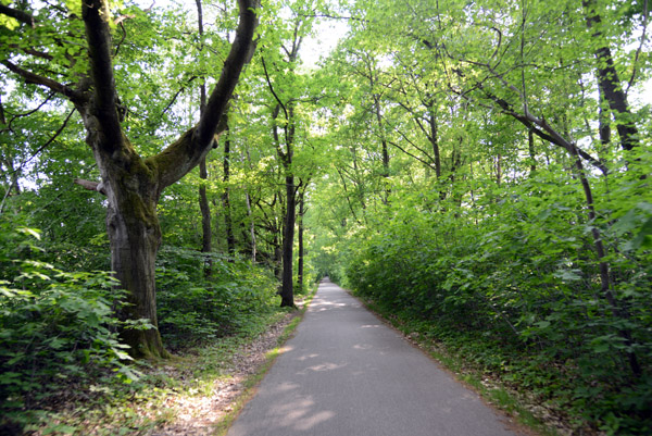Bikepath through the forest of Bokrijk