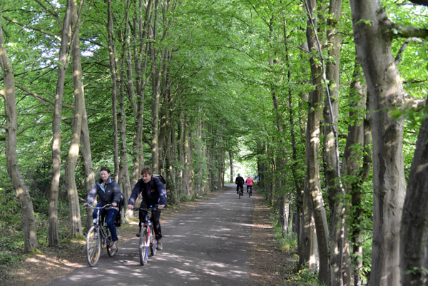 Cyclists in the Forest of Bokrijk 