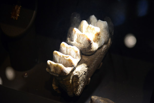 Mastadon Tooth, Pleistocene period, Illinois