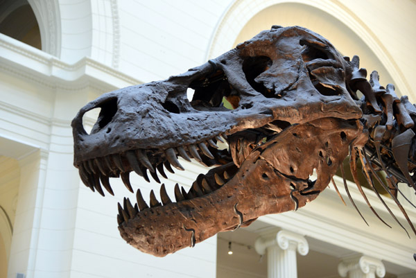 Cast of Tyrannosaurus rex skull