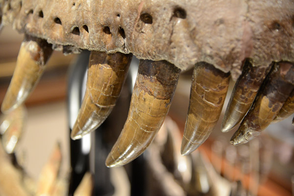 Some of the 58 dagger-like teeth on the original skull of the T-Rex Sue
