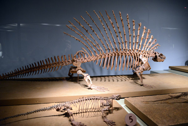 Epaphosaurids, Permian period Texas (290-248 million years ago)